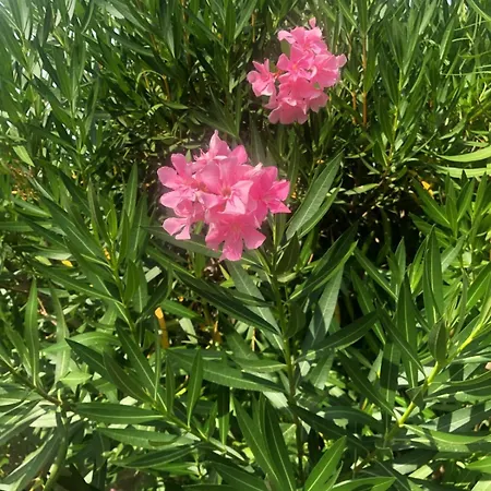 Ca Olivo 度假居 巴多利诺