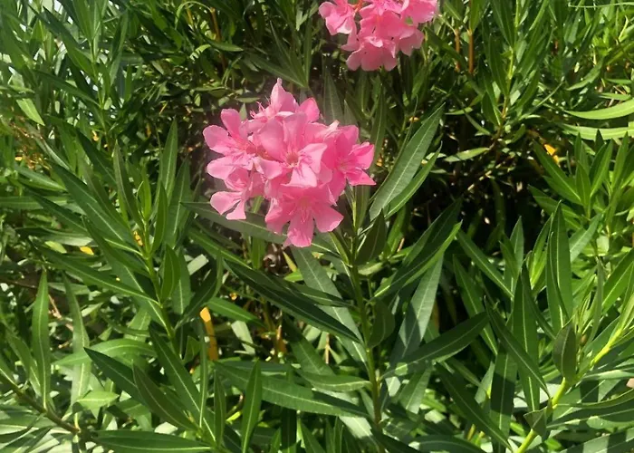 Ca Olivo 펜션 바르돌리노